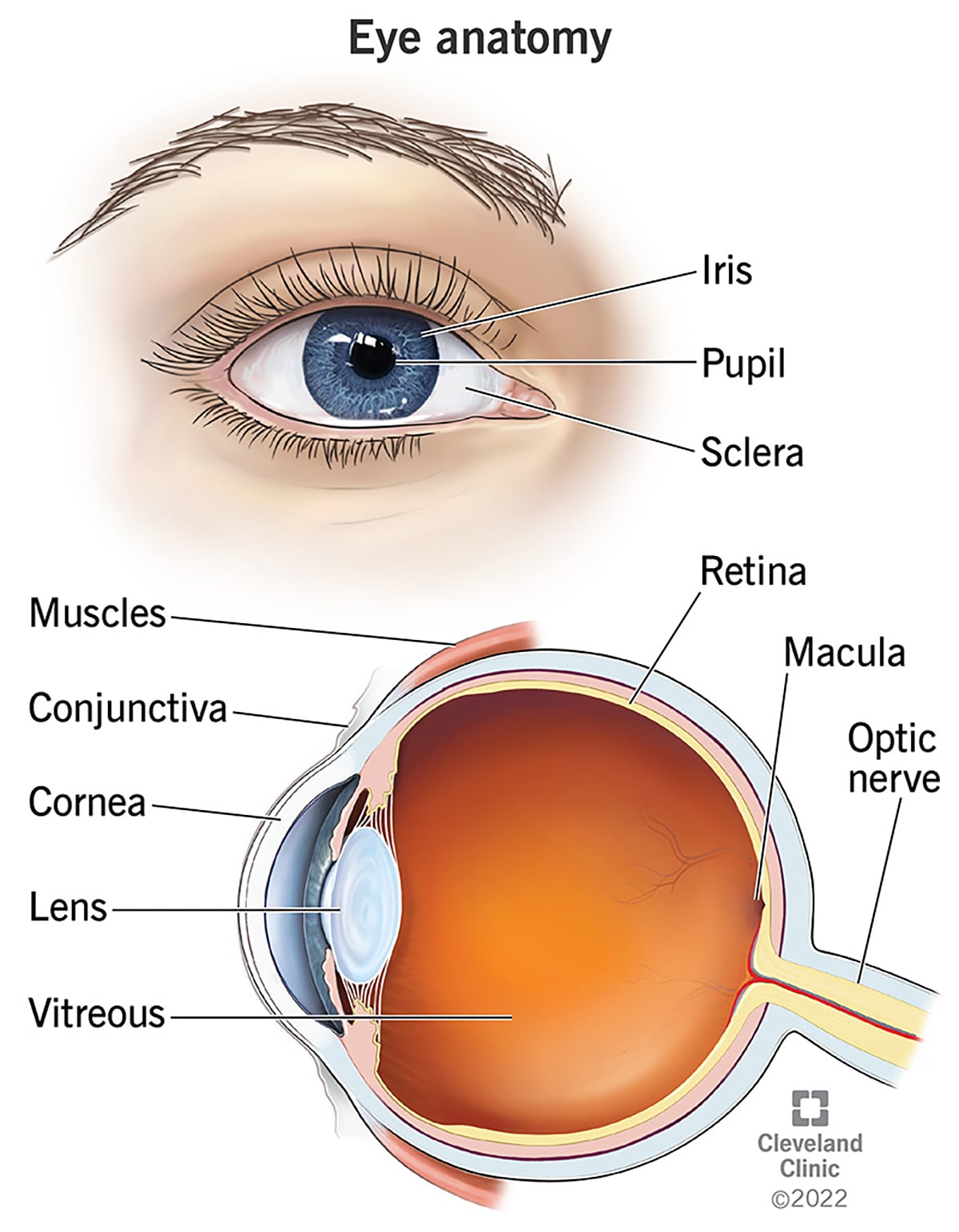 Infographic Ideas - Anatomy of the Eye Infographic