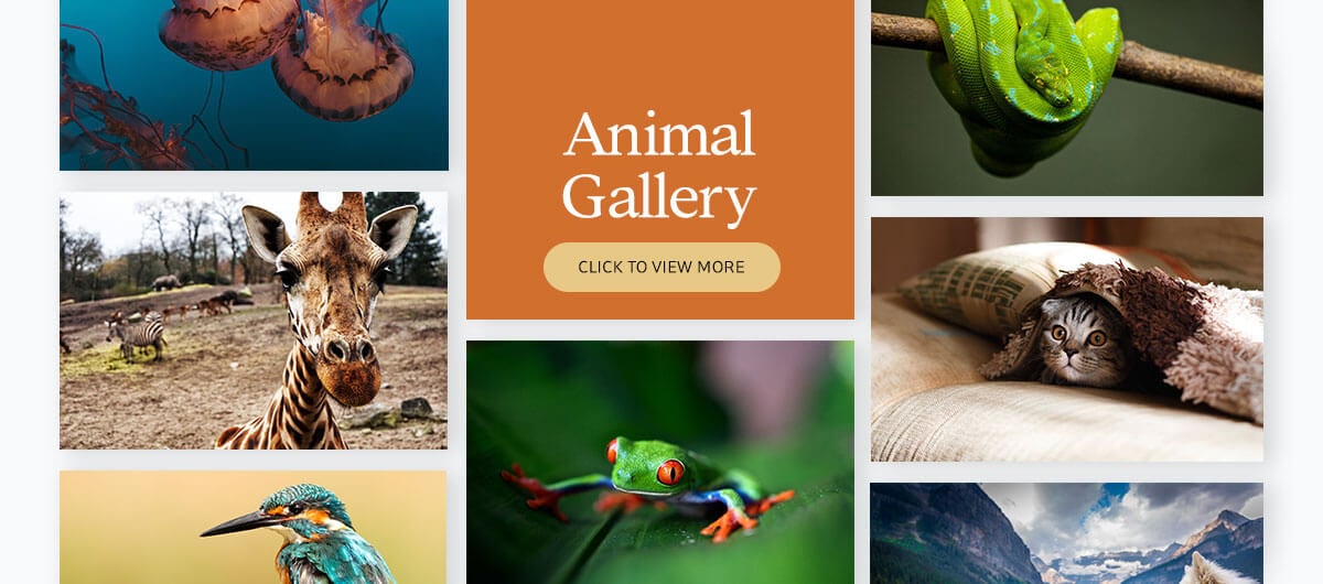 700+ presentation images - animal gallery