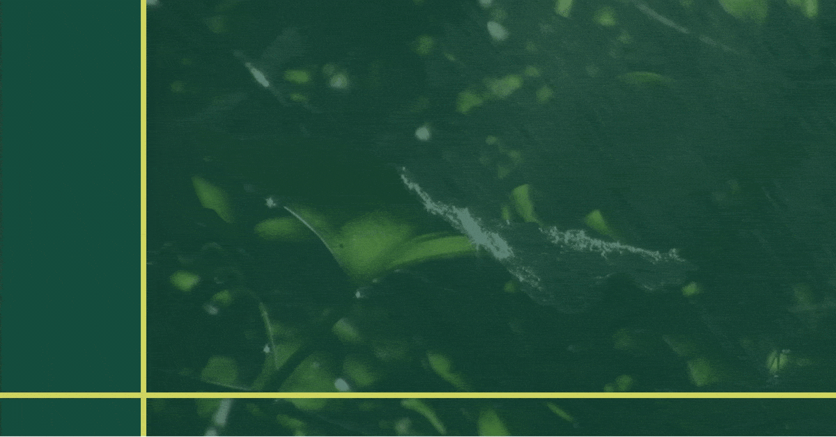 A green nonprofit video template available in Visme.