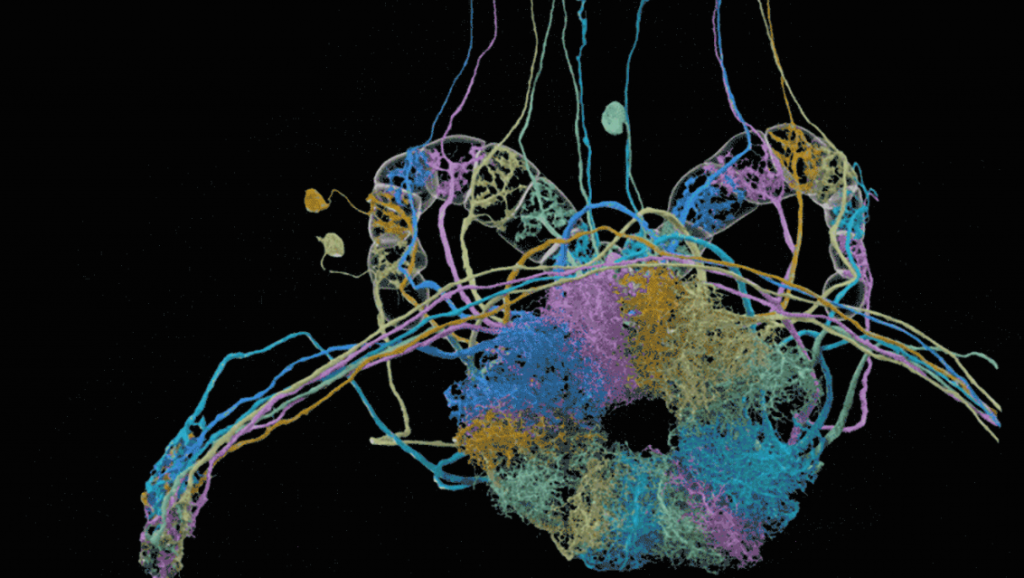 The 30 Best Data Visualizations of 2026 [Examples]