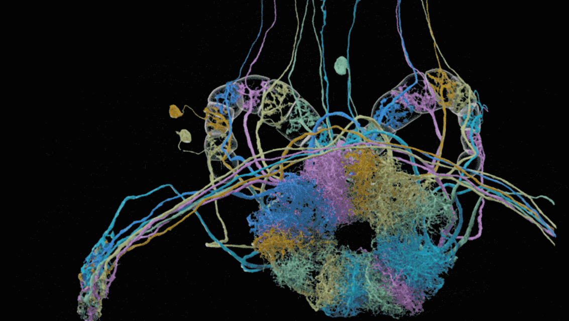 A data visualization showcasing a fruit fly's brain.