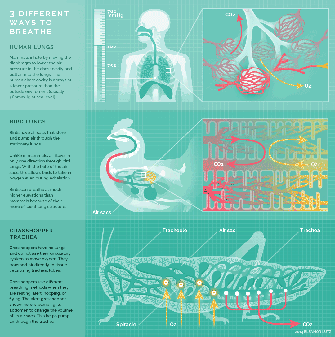 An example of an animated infographic on breathing.