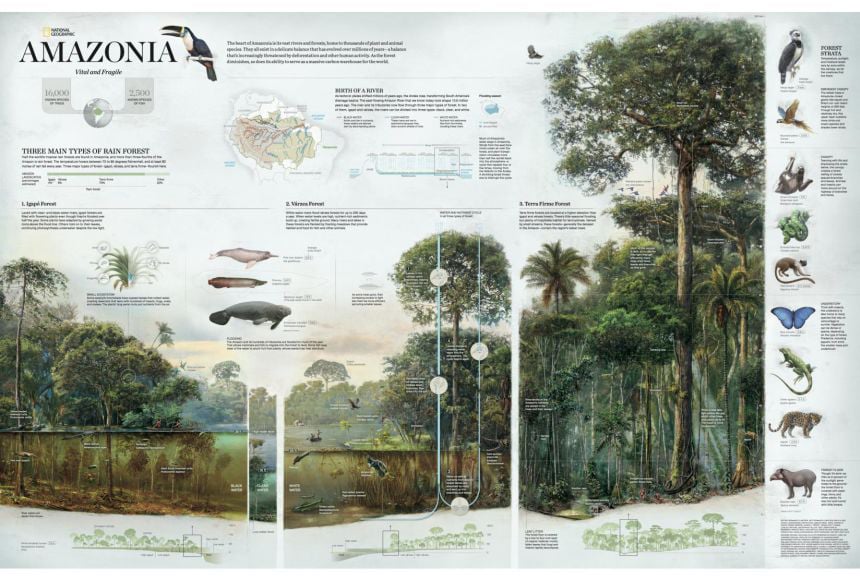 best infographic examples - Amazonia