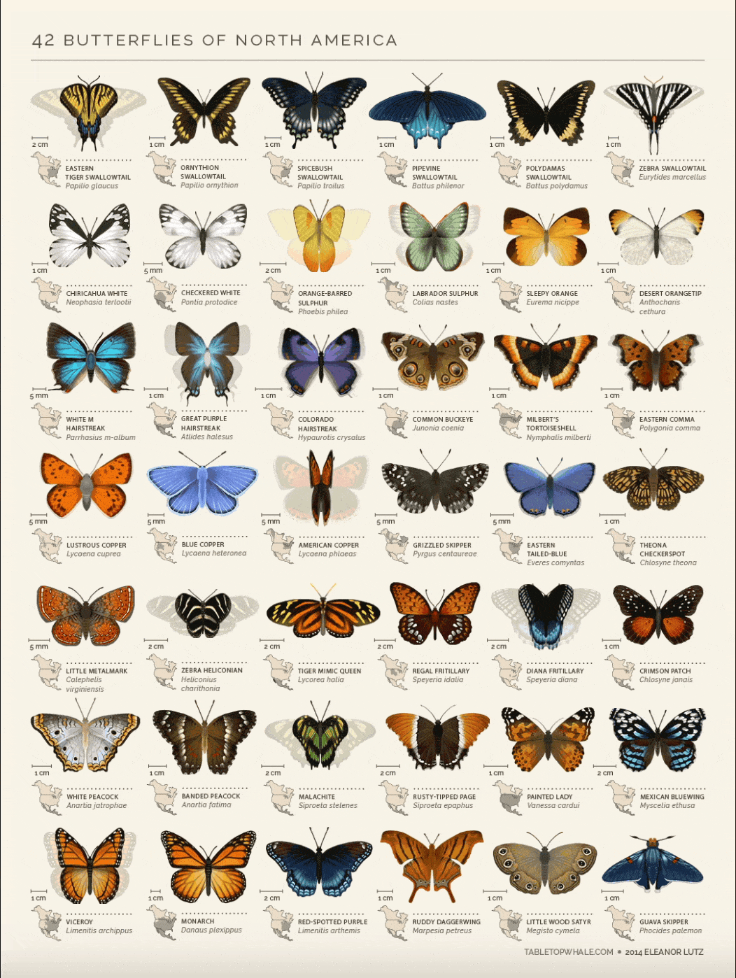 best infographic examples - 42 butterflies of North America